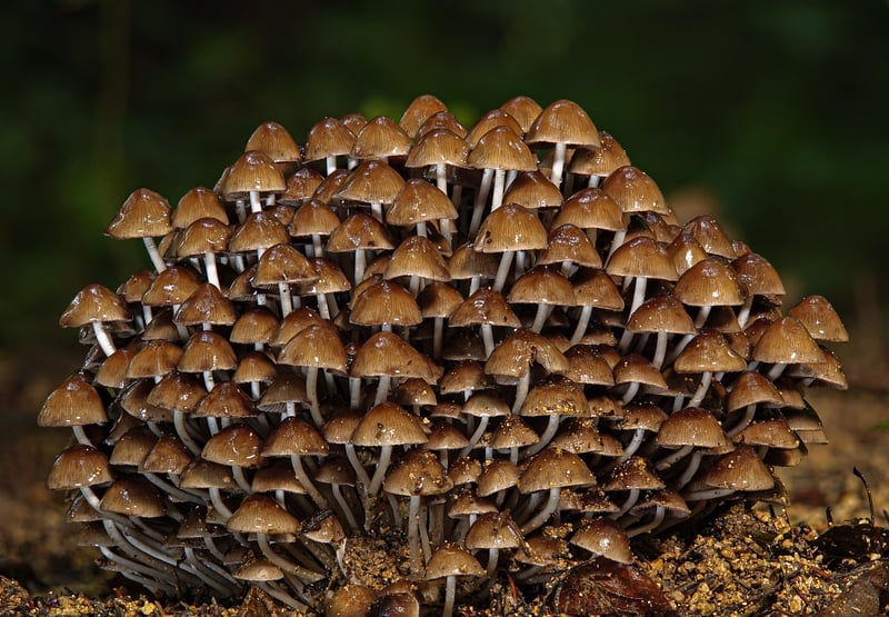 Forest Bathing Meditation